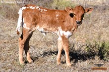 SEL REB'S QUEEN VICTORIA