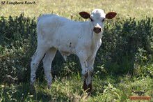 MAISEY'S BULL CALF