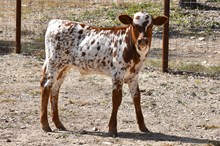 SE April Icon Beauty x SEL Grand Tour 