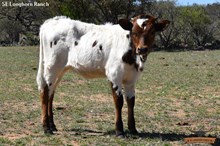 SEL LINDA'S JOSEPHINE