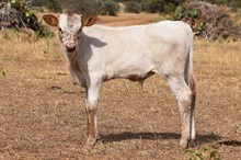 BR BLAZE x FULL CHOKE