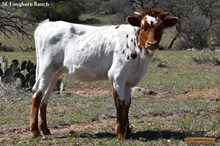 SEL Pepsi-Cola COWGIRL