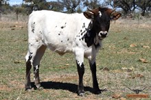 SEL REB'S IMPRESSIVE STELLA