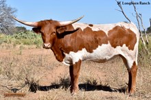 SEL Coca-Cola COWGIRL