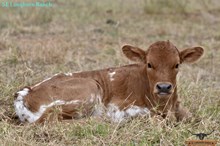 SEL REB'S QUEEN VICTORIA