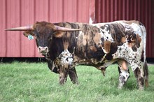 BRAZOS TAURUS 22/24