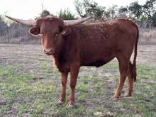 KSHR VANAS GOLDEN ROSE