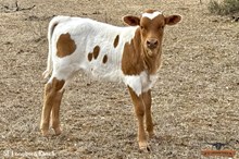 SEL POCKETFUL OF SUNSHINE