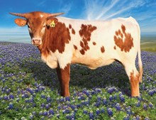 NACC AWESOME EXAMPLE